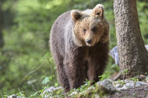 Ours brun<br>NIKON D4, 500 mm, 4000 ISO,  1/500 sec,  f : 5.6 